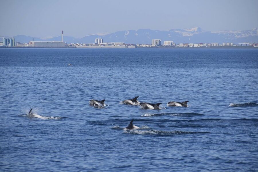 Reykjavik: Whale Watching Express - What you can buy on board
