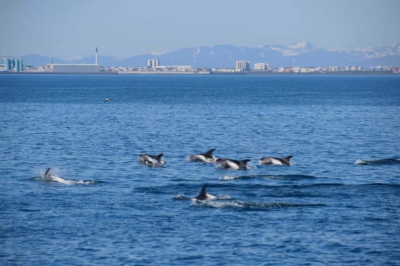 Reykjavik: Whale Watching Express - How to make the most of the trip