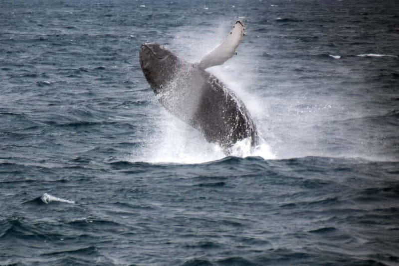 Reykjavik: Whale Watching Express - Finding your place on the viewing decks