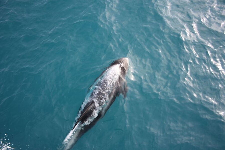 Reykjavik: Whale Watching in Faxaflói Bay & Live Lava Show - Why this Reykjavik combination works