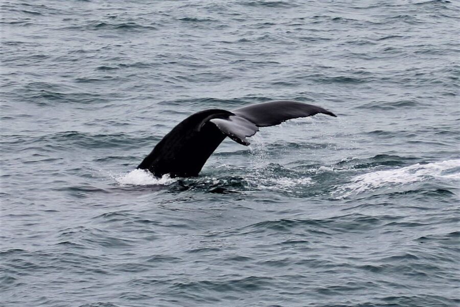 Reykjavik: Whale Watching in Faxaflói Bay & Live Lava Show - Booking details that matter