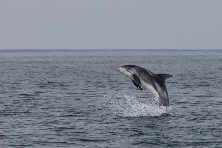 Reykjavik: Whale Watching & Lava Show - Reading the timing correctly