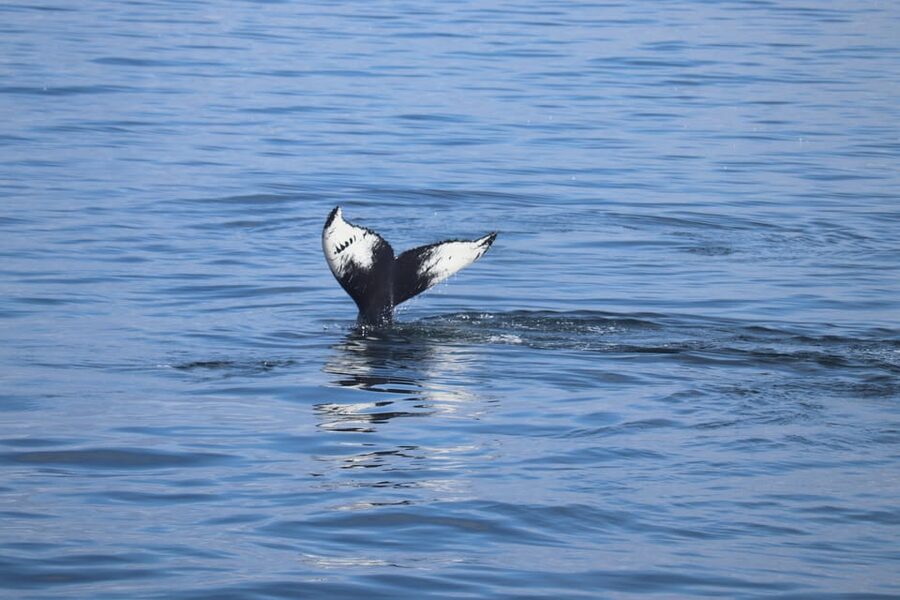 Reykjavik: Whale Watching Morning Expedition - Key points at a glance