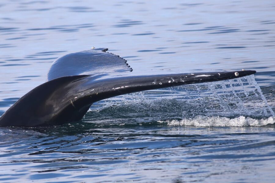 Reykjavik: Whale Watching Morning Expedition - Booking, cancellations, and practical planning