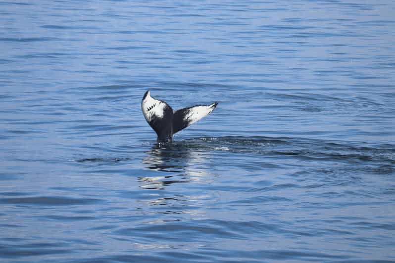 Reykjavik: Whale Watching Morning Expedition - Warm clothing that actually matters