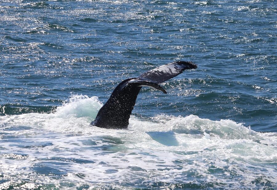 Reykjavik: Whale Watching Morning Expedition - What happens if the sea feels rough
