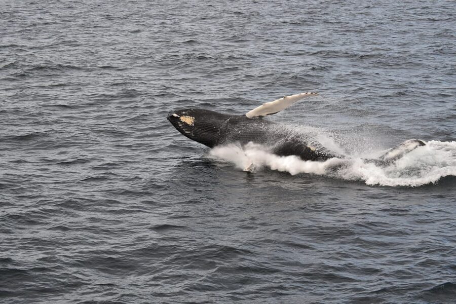Reykjavik: Whale Watching Morning Expedition - Is $103 a fair price?