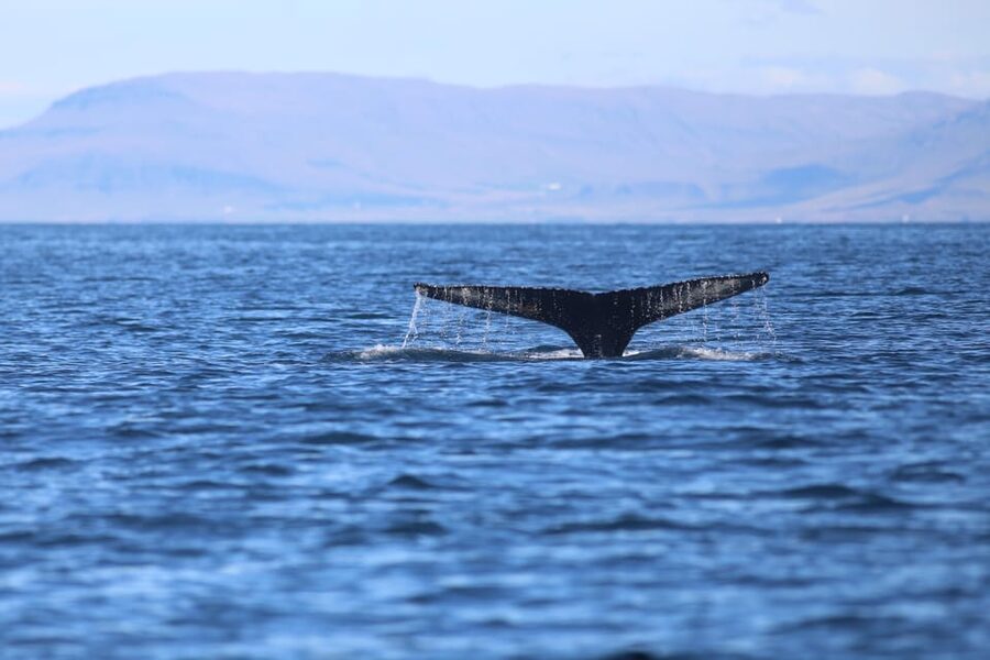 Reykjavik: Whale Watching Morning Expedition - Timing your morning wisely