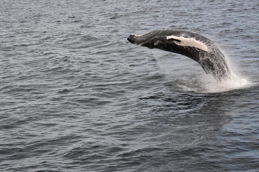 Reykjavik: Whale Watching Morning Expedition - Who will enjoy this trip most?