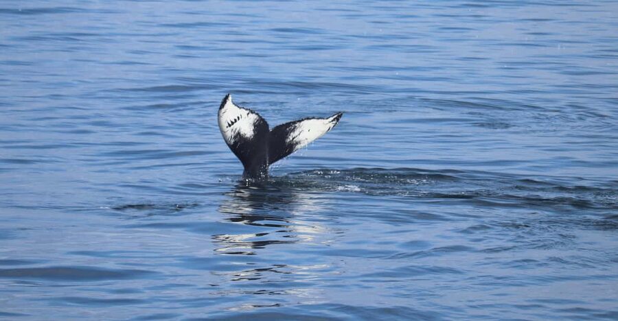 Reykjavik: Whale Watching Morning Expedition - Two and a half hours on Faxaflói Bay