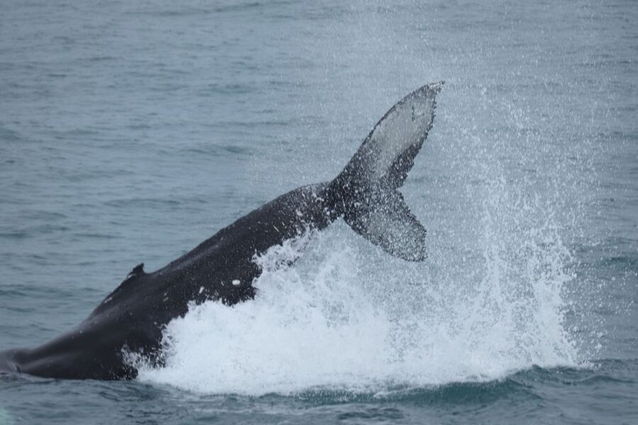 Reykjavik: Whale Watching & Northern Lights Combo Cruise - Starting at Geirsgata 11 in Reykjavik