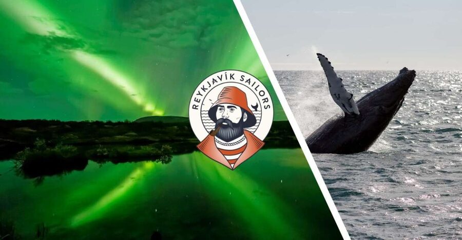 Reykjavik: Whale Watching & Northern Lights Combo Cruise - What the guides add to the whale search