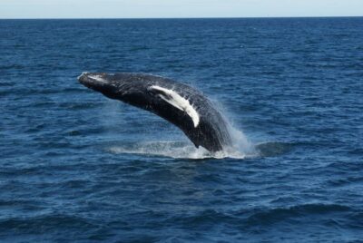 Reykjavik: Whale Watching & Northern Lights Combo Cruise