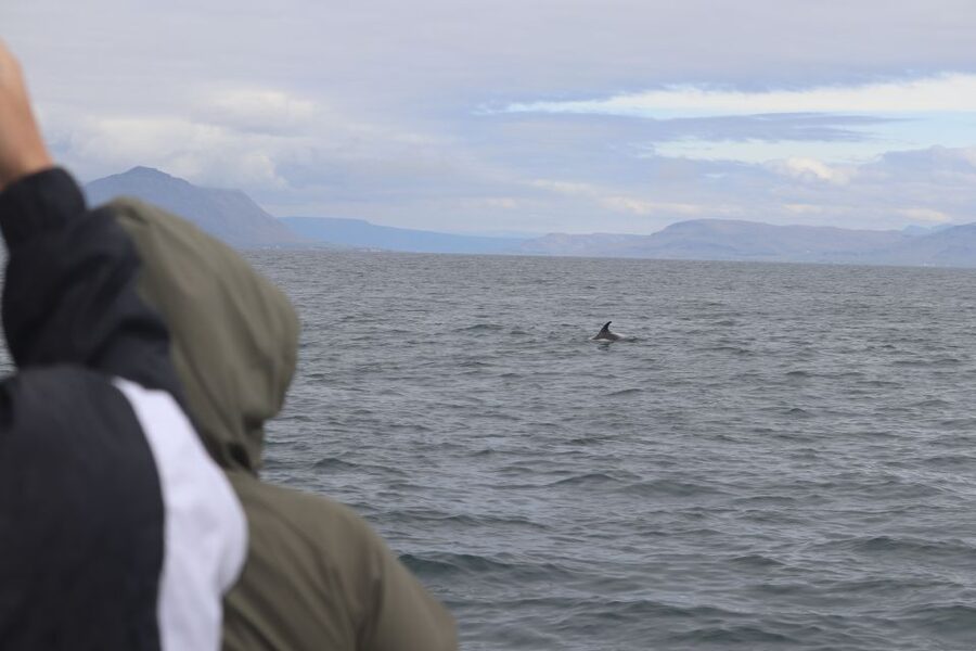 Reykjavik: Whale Watching & Northern Lights Combo Cruise - The evening search for the Northern Lights