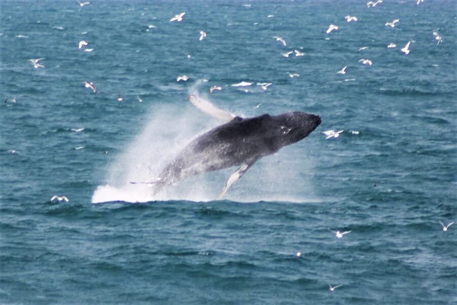 Reykjavik: Whale Watching & Northern Lights Combo Cruise - How to handle rough water and missed sightings