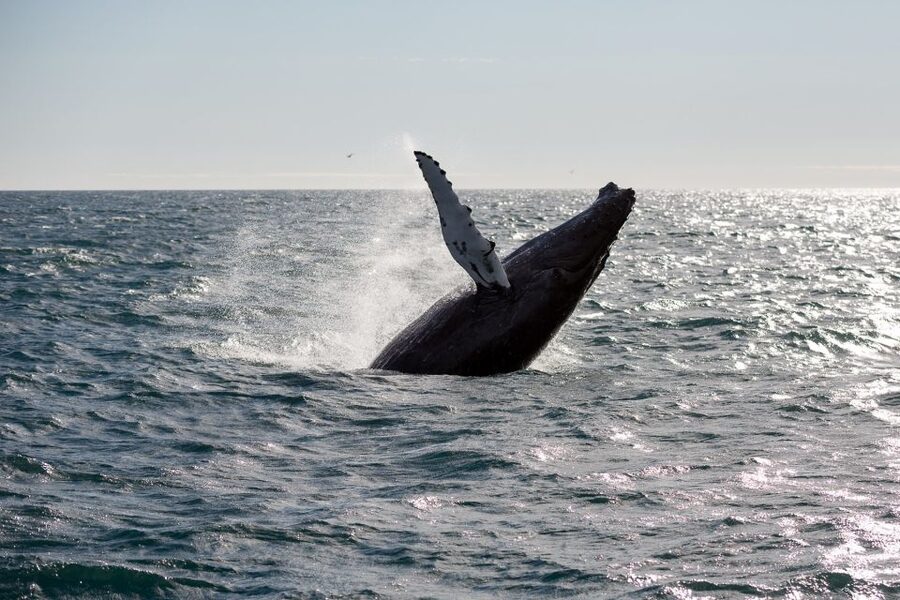 Reykjavik: Whale Watching & Northern Lights Combo Cruise - Tips for getting more from the six-hour experience