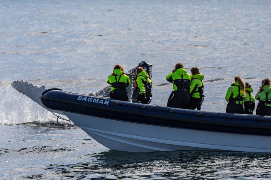 Reykjavik: Whale Watching Tour by RIB Boat - Key points to know before you book