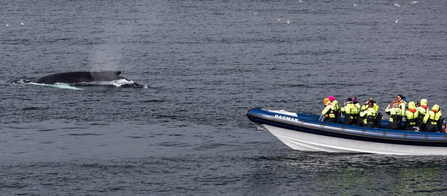 Reykjavik: Whale Watching Tour by RIB Boat - Who should book this RIB tour?