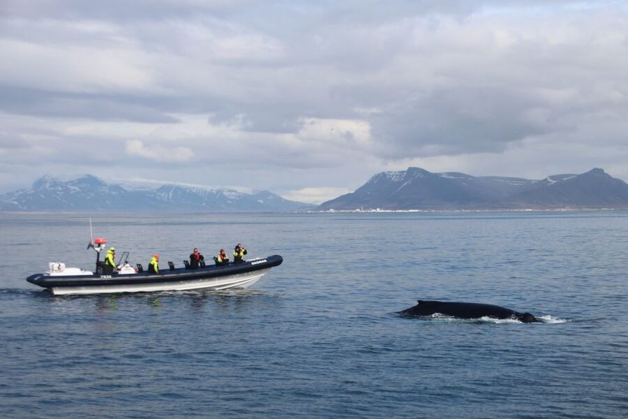 Reykjavik: Whale Watching Tour by RIB Boat - Leaving Reykjavik for Faxaflói Bay