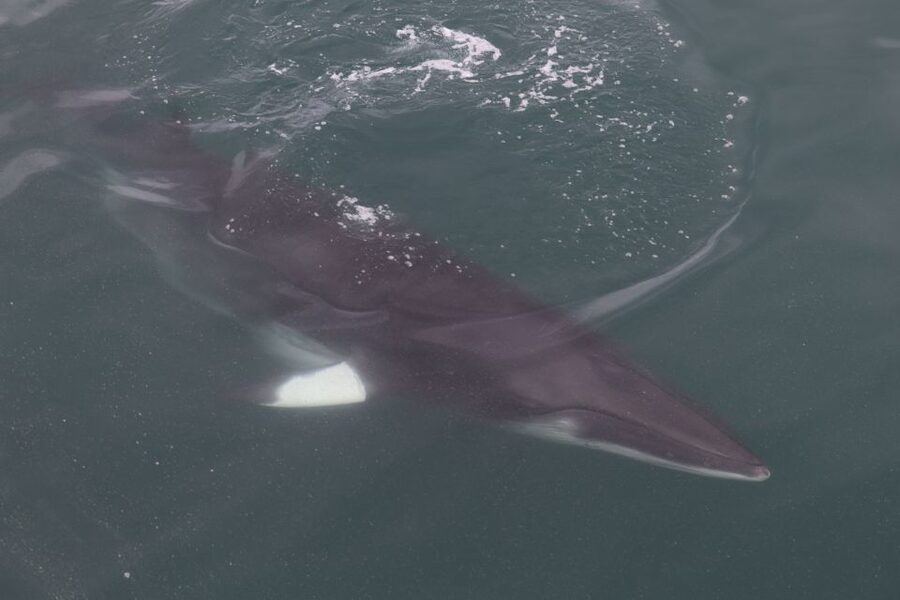 Reykjavik: Whale Watching Tour by RIB Boat - Searching the feeding grounds for whales