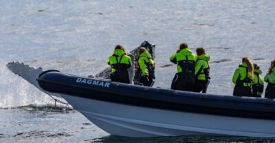 Reykjavik: Whale Watching Tour by RIB Boat