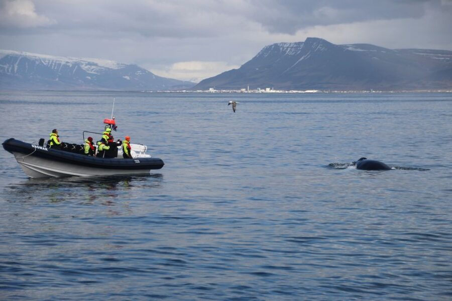 Reykjavik: Whale Watching Tour by RIB Boat - What the whale encounters can look like
