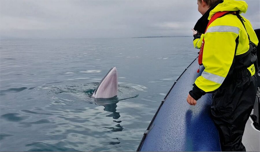 Reykjavik: Whale Watching Tour by RIB Boat - Is $194 a fair price for two hours?