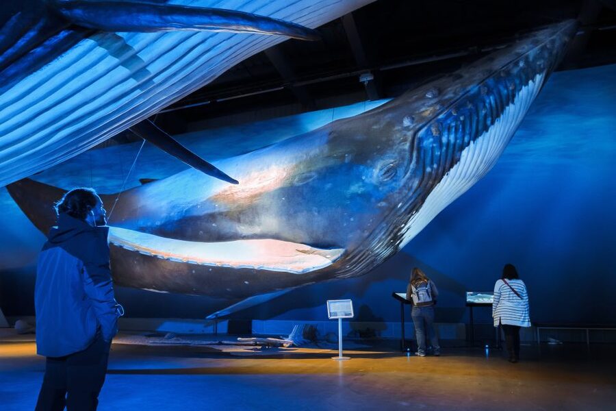 Reykjavik: Whale Watching Tour, Whales of Iceland Exhibition - From Reykjavik’s Old Harbor to open water