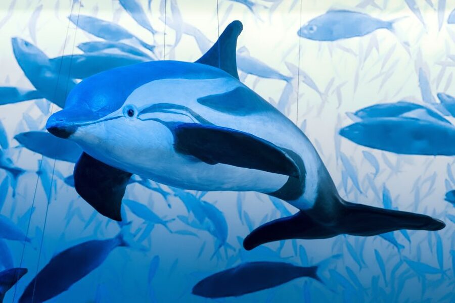 Reykjavik: Whale Watching Tour, Whales of Iceland Exhibition - Is $123 a fair price?