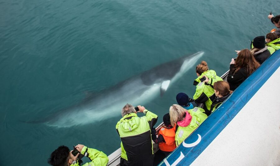 Reykjavik: Whale Watching Tour, Whales of Iceland Exhibition - When to go and what to pack