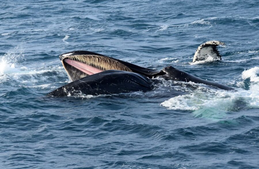 Reykjavik: Whale Watching Tour, Whales of Iceland Exhibition - Accessibility and family considerations