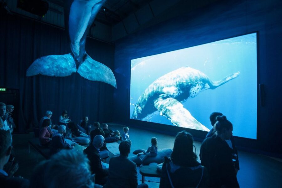Reykjavik: Whale Watching Tour, Whales of Iceland Exhibition - The main strengths and limits
