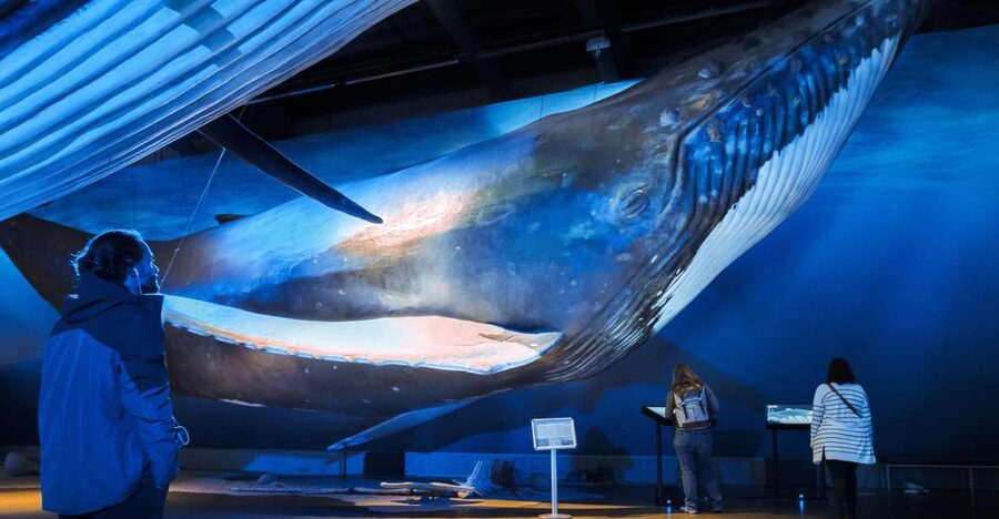 Reykjavik: Whale Watching Tour, Whales of Iceland Exhibition - What you might see in Faxaflói Bay