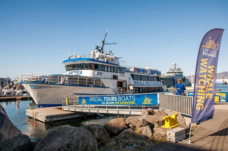 Reykjavik: Whale Watching Tour with Expert Guide - Key points before you book