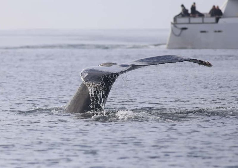 Reykjavik: Whale Watching Tour with Expert Guide - Who should book this whale-watching trip?