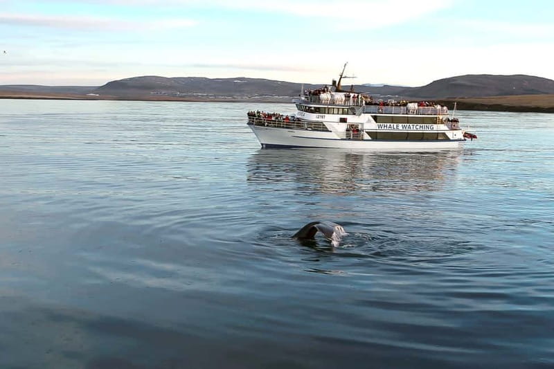 Reykjavik: Whale Watching Tour with Expert Guide - Leaving Reykjavík from the Old Harbour