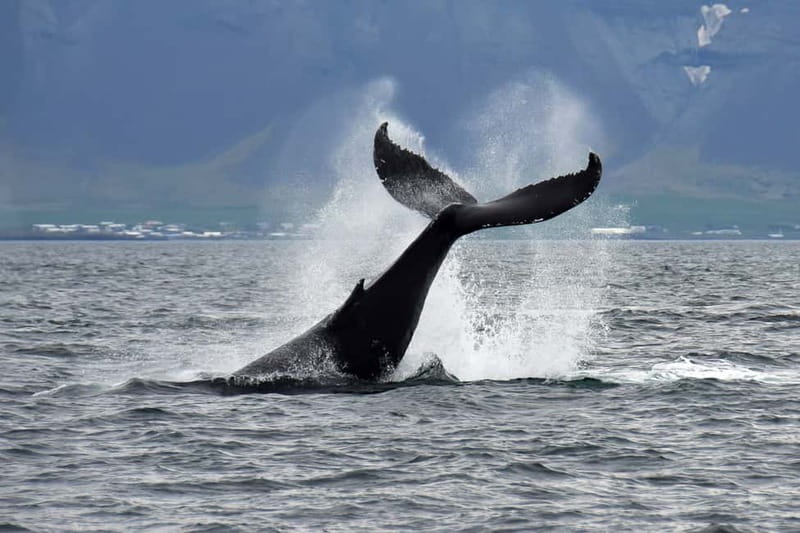Reykjavik: Whale Watching Tour with Expert Guide - The two-hour to three-hour search in Faxaflói Bay
