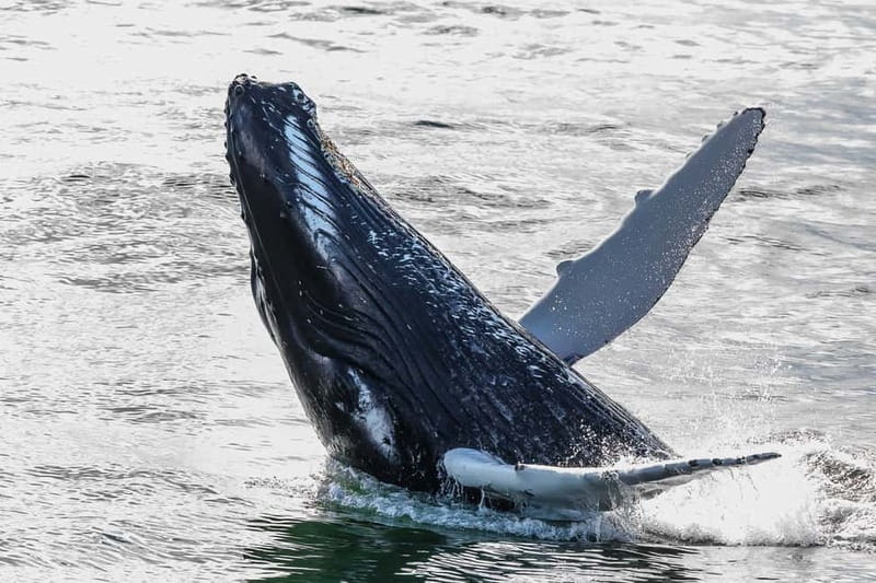 Reykjavik: Whale Watching Tour with Expert Guide - What you might see beyond the humpbacks