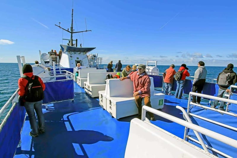 Reykjavik: Whale Watching Tour with Expert Guide - Is $87 good value?
