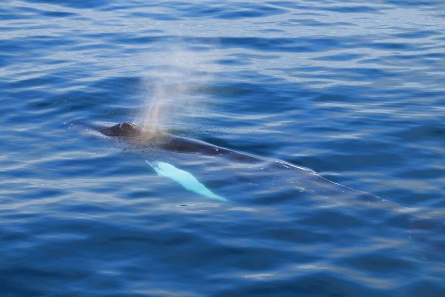 Reykjavik: Whale Watching Tour with Express Option - Key points to know before you book
