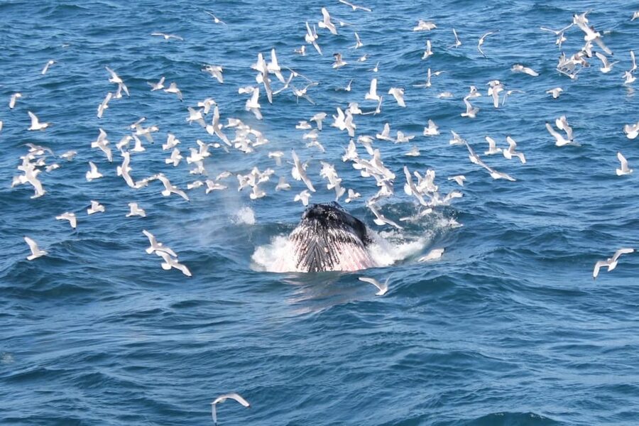Reykjavik: Whale Watching Tour with Express Option - Leaving Geirsgata 11 for Faxaflói Bay
