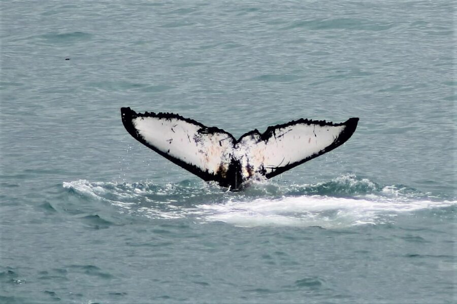 Reykjavik: Whale Watching Tour with Express Option - Searching for whales and dolphins in Faxaflói
