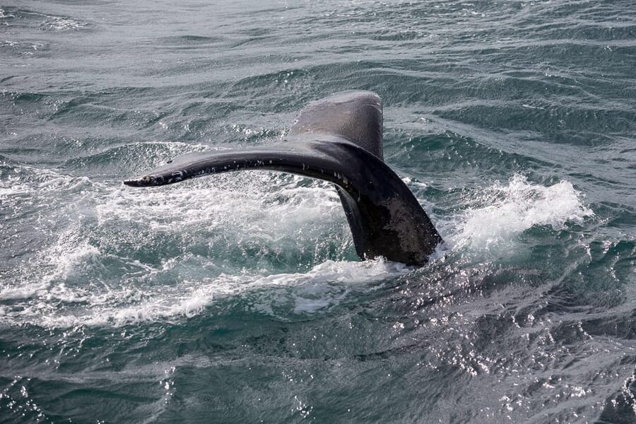 Reykjavik: Whale Watching Tour with Express Option - Timing, meeting point, and practical planning
