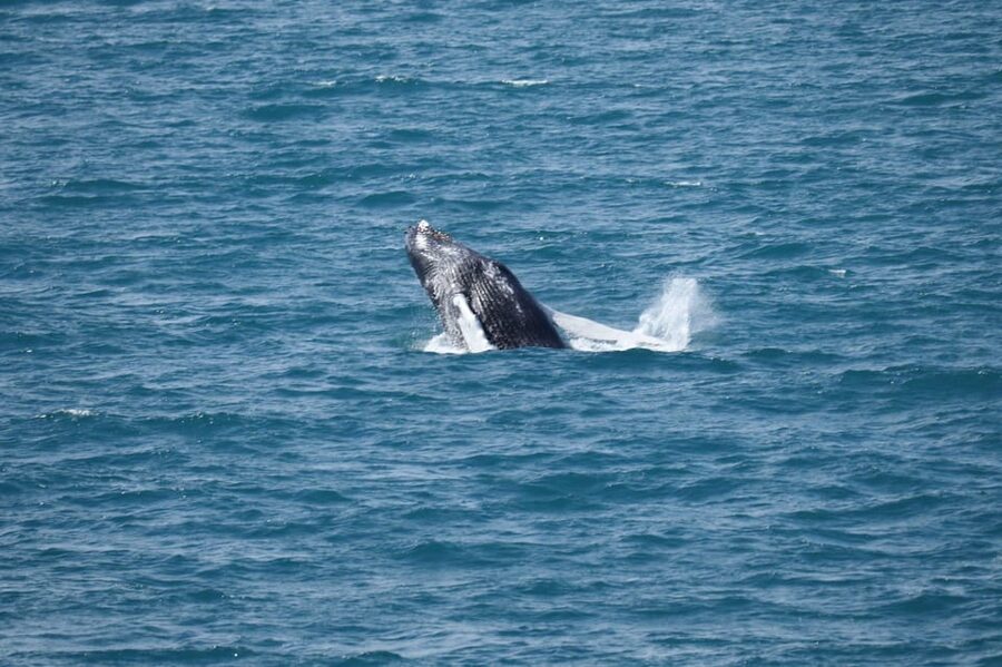Reykjavik: Whale Watching Tour with Express Option - What the Express format changes