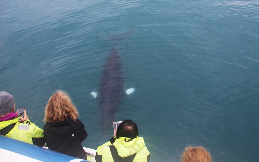 Reykjavik: Whales and Northern Lights Boat Tour - Key points before you book