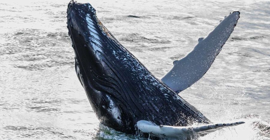 Reykjavik: Whales and Northern Lights Boat Tour - A full day on Faxaflói Bay