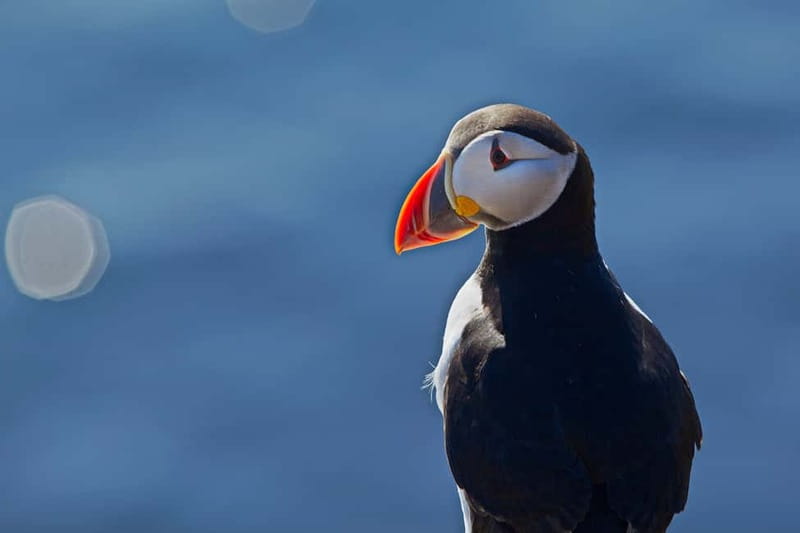 Reykjavik: Whales and Puffins Express Cruise Combo Tour - Five things to know before you book