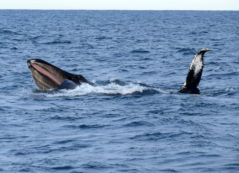 Reykjavik: Whales and Puffins Express Cruise Combo Tour - Booking, cancellation, and practical details