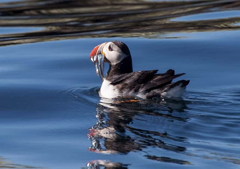 Reykjavik: Whales and Puffins Express Cruise Combo Tour - Two boats, two very different wildlife outings