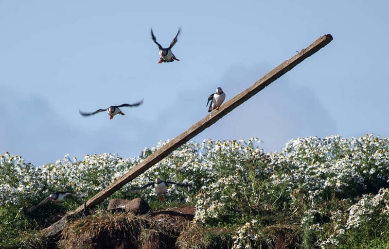 Reykjavik: Whales and Puffins Express Cruise Combo Tour - Whale watching in Faxaflói Bay